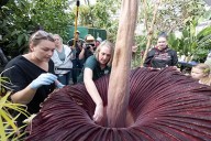 SCENT FROM HELL: CSU researchers study corpse plant's fragrant secrets