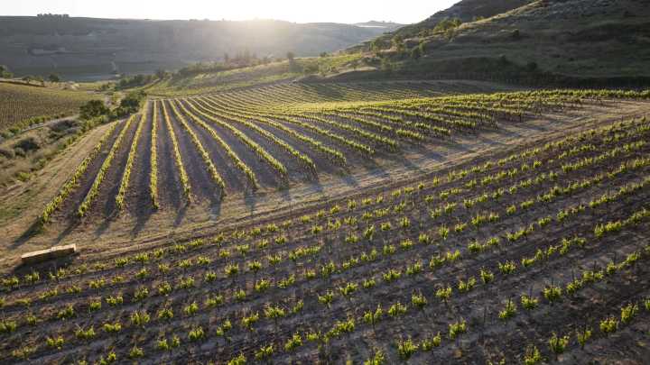 De pistas de aterrizaje a la pradera de un volcán: viñedos ubicados en lugares imposibles