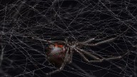 Female Western Black Widows Make The Perfect Pheromone Cocktail To Attract Mates, And It Smells Like Cheesy Feet