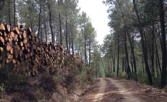 Espeja de San Marcelino licita el aprovechamiento de madera de un monte público por casi 60.000 euros