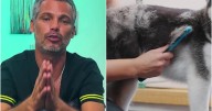 Pancho Cavero, veterinario: «La muda de pelo en los perros es natural, pero el exceso puede ser señal de estrés»