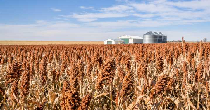 Kansas milo crop ‘tremendous’ — but low prices, disappearing markets jeopardize sales