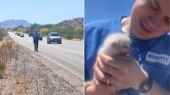 California Newlyweds Spotted Something Tiny On The Road And Knew They Had To Act