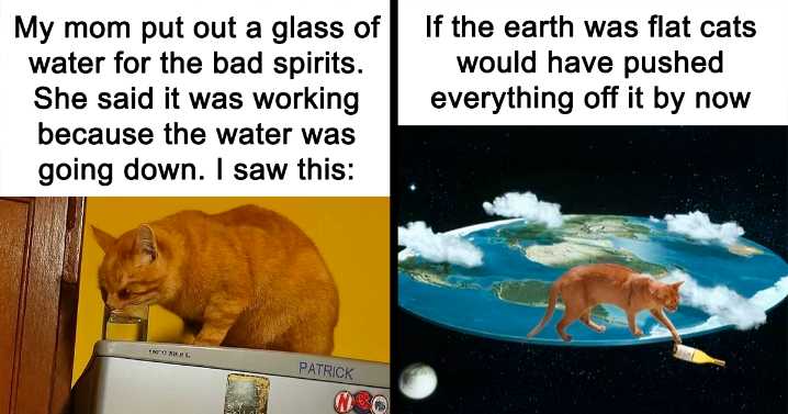 80 Cute Cat Memes You Just Can’t Skip Because Nothing Is More Important Than Cats