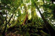 Making younger trees age faster could create more homes for wildlife – and it can be done without chainsaws