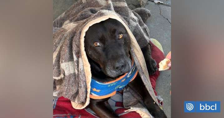 Investigan a funcionario de la PDI que mató a disparos a perro comunitario del Hospital de Quilpué