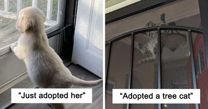 46 Of The Most Wholesome Rescue Pet Photos