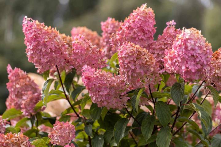 Resist the Urge to Deadhead These 4 Flowers This Fall—Your Garden Will Thank You Come Spring