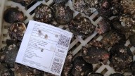 La Cofradía de Pescadores de Barallobre 'debuta' en la Feria Auténtica Sevilla 2025