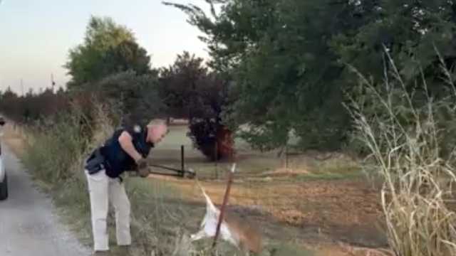 Oklahoma police rescue fawn stuck in fence