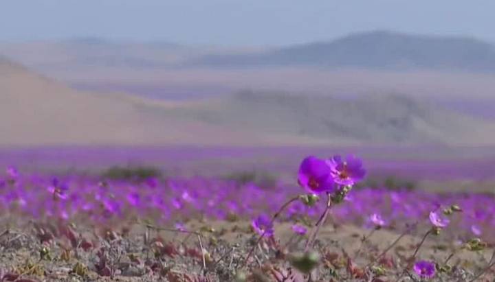 "18" y Desierto Florido: se disparan reservas en Atacama