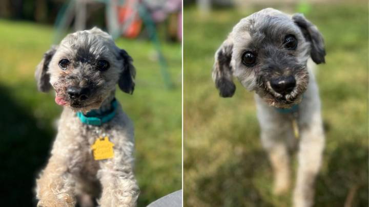 Ten-Year-Old New York Rescue Pup Loses His Teeth But Not His Hope For A Family Of His Own
