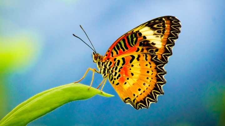 The Buttonbush Plant To Invite Butterflies To Your Yard Without It Taking Over