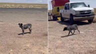 Dog Trapped On A Colorado Highway Survives Weeks Alone Until A Rescue Changes Her Life