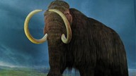Un mamut de 1,1 millones de años revela el ADN más antiguo de una bacteria en un animal