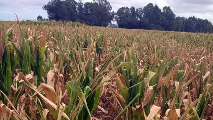 El aluvión de dólares del agro: una oportunidad efímera para reconstruir reservas en vísperas electorales