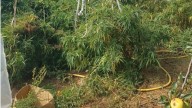 Localizan un invernadero con una plantación de marihuana en la Riojilla burgalesa