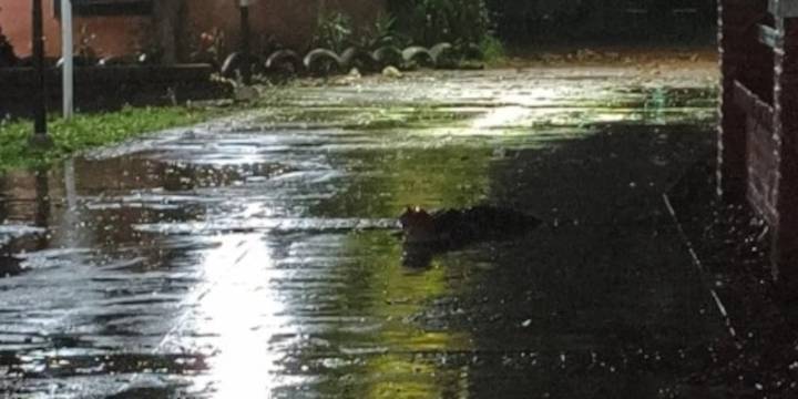 Fuerte temporal en el norte del país: destrozos, calles inundadas y hasta la aparición de un yacaré