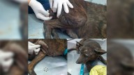 Piden colaboración urgente para una perrita enferma y abandonada en La Banda