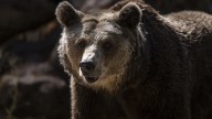 El divertido concurso al "oso más gordo" en una reserva de Alaska: "Son exitosos"