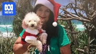 Airline receives mixed reaction to pets on planes pilot program