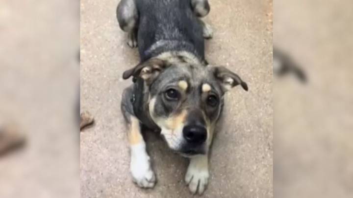 Illinois Shelter Pup's Reaction When Her Best Friend Gets Adopted Leaves The Internet In Tears