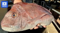 WA government flags tougher fishing rules, with dhufish and snapper at 'severe risk'