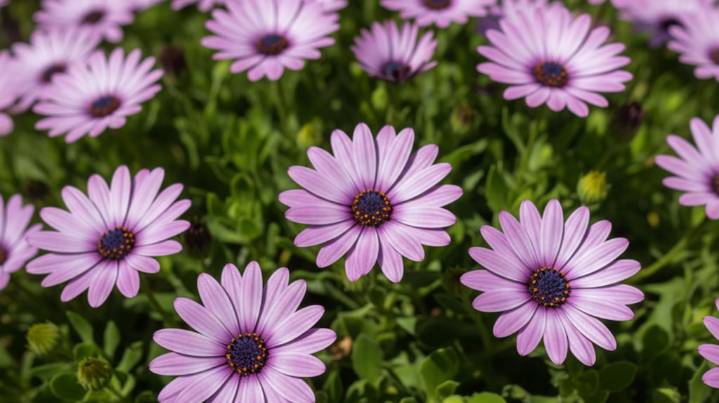 Las cinco plantas que podés sembrar en octubre para tener un jardín colorido en verano