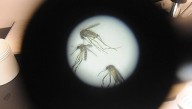 CDC names the world's deadliest animal, and it's all over Massachusetts