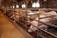 Los aranceles chinos al porcino, un varapalo para el sector en Castilla