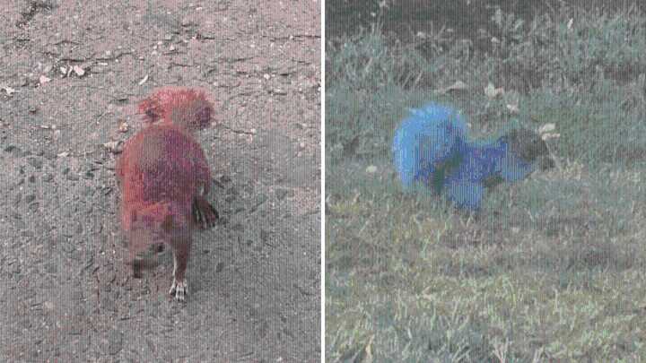 Buscan responsable de pintar a dos ardillas en East Hartford