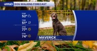 Top Gun? More Like "Top Sun" from our Dog of the Day: Maverick!