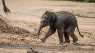 Columbus Zoo announces name for baby elephant
