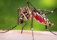 El aumento global de la temperatura impulsa una aumento en los casos de dengue con 4,6 millones adicionales al año