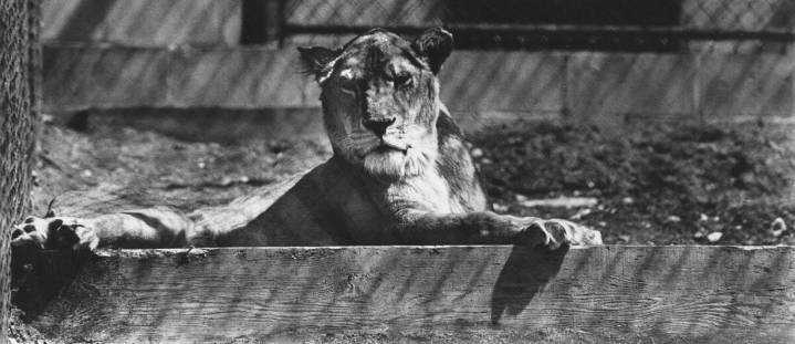 Curious Iowa: What’s the story behind Bever Park Zoo in Cedar Rapids?