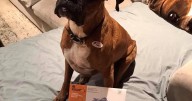 Orange County woman who registered dog to vote said she did so to "expose flaws" in voting system