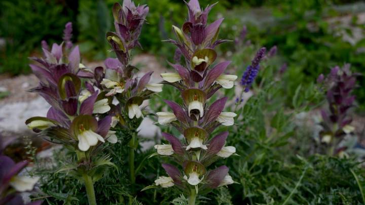 Gardening talkback: Getting rid of ants and acanthus
