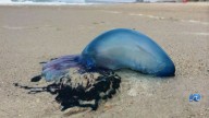 Man o' war spotted on Oceanfront beach