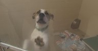 Amid drop in adoptions and kennel cough outbreak, humane society in Beaver County asks for help