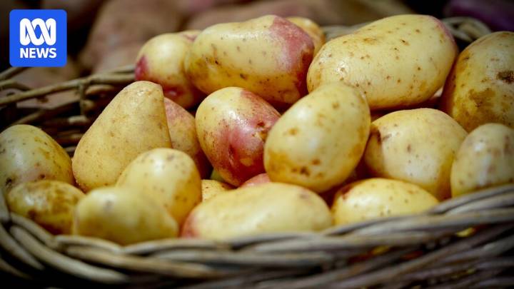 Potato mop-top virus detected in Victoria for first time, industry says