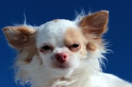 10 Best Supplements for a Senior Chihuahua