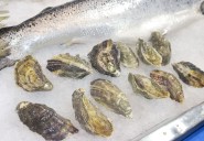 Pescados y mariscos afectados por microplásticos en Cancún