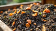 Las razones por las que tenés que tirar cáscaras de naranja en tu jardín