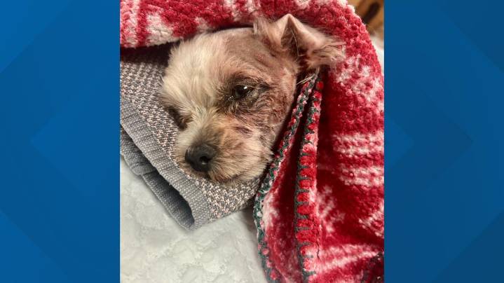 Suffolk family's dog survives coyote attack in front yard