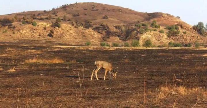 Smoldering in plain sight: How coal seam mapping is helping mitigate fire risk across the state