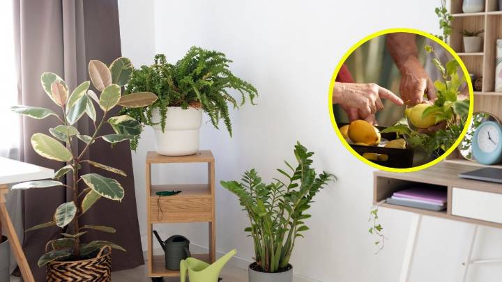Es sorprendentemente fácil: Este es el mejor árbol frutal para cultivar adentro de tu casa