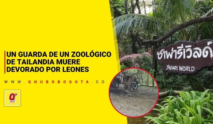 Un guarda de un zoológico de Tailandia muere devorado por leones