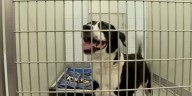 Greenville City Council renews agreement with Pitt County Animal Shelter Services