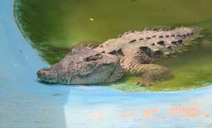 Atienden reporte de cocodrilo en Punta Zicatela