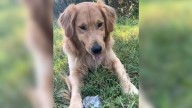 Tennessee Dog Smuggles His Beloved Rock Into Bed And Gets Caught Red